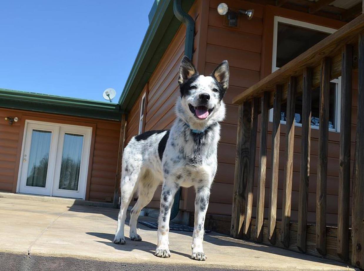 Ranch Dog Riley