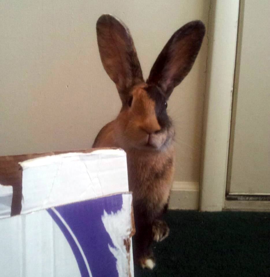 Thumbelina the Amazing Rabbit