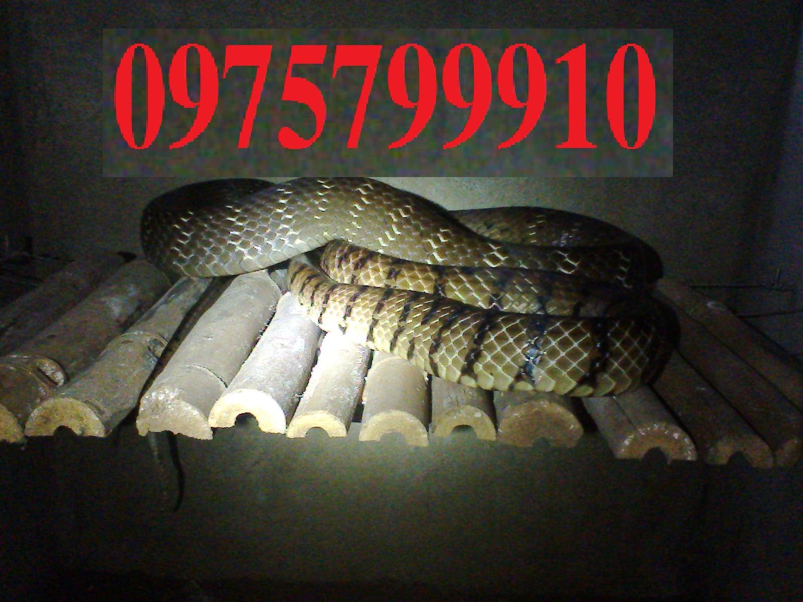 Bán rắn giống-0975799910