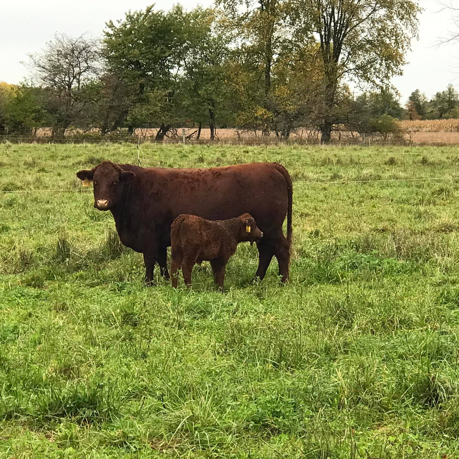 Devon Valley Farms | Hubbardston MI
