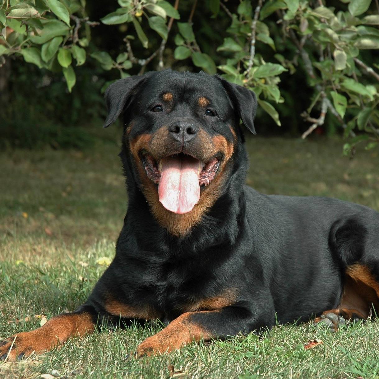 Karmossen Rottweilers