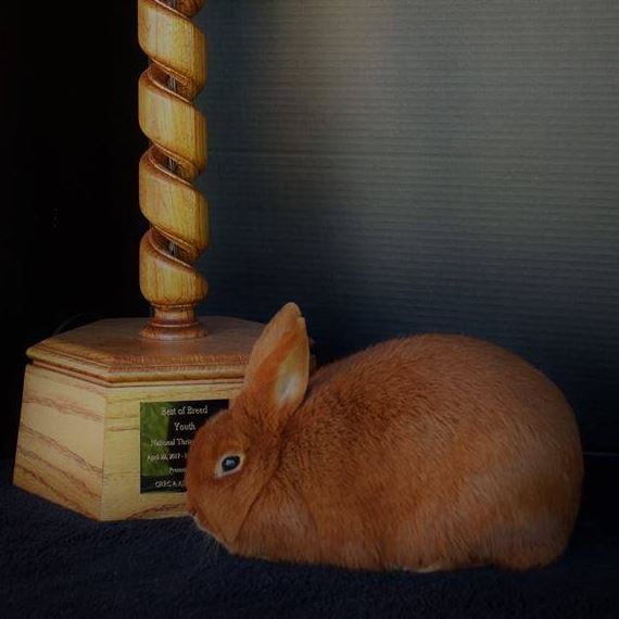 Willow Valley Rabbitry Thriantas and English Spots