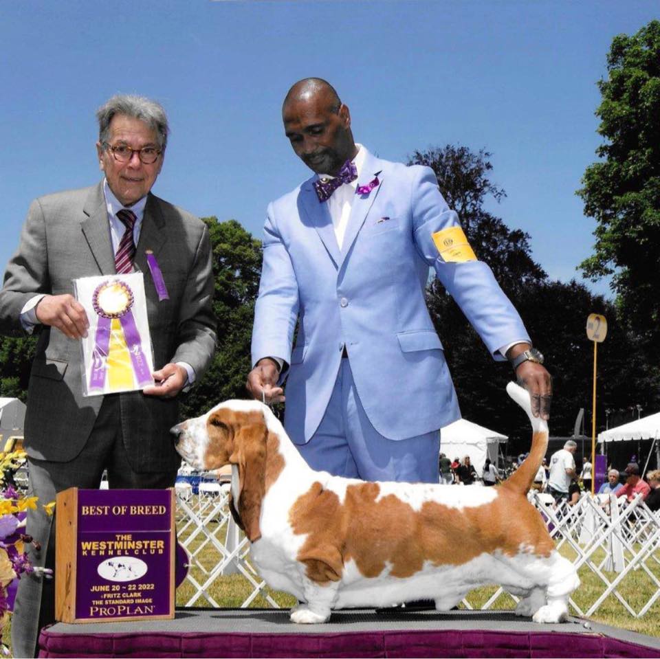 Revolution “Basset Hound “ (@canilgoldentowershowdogs) • Facebook