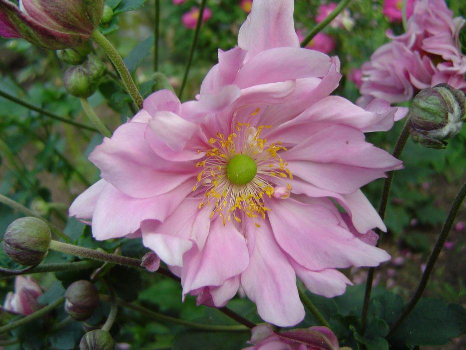 Walnut Tree Garden Nursery Attleborough