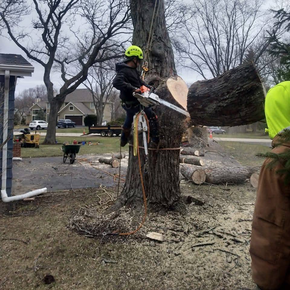 Rubio’s Tree Removal Service