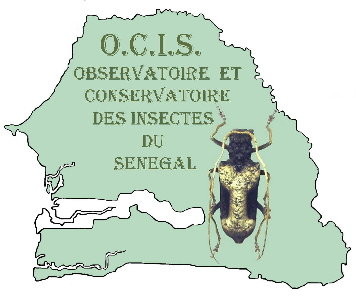Insectes du Sénégal