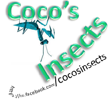 Coco's insects | Puebla