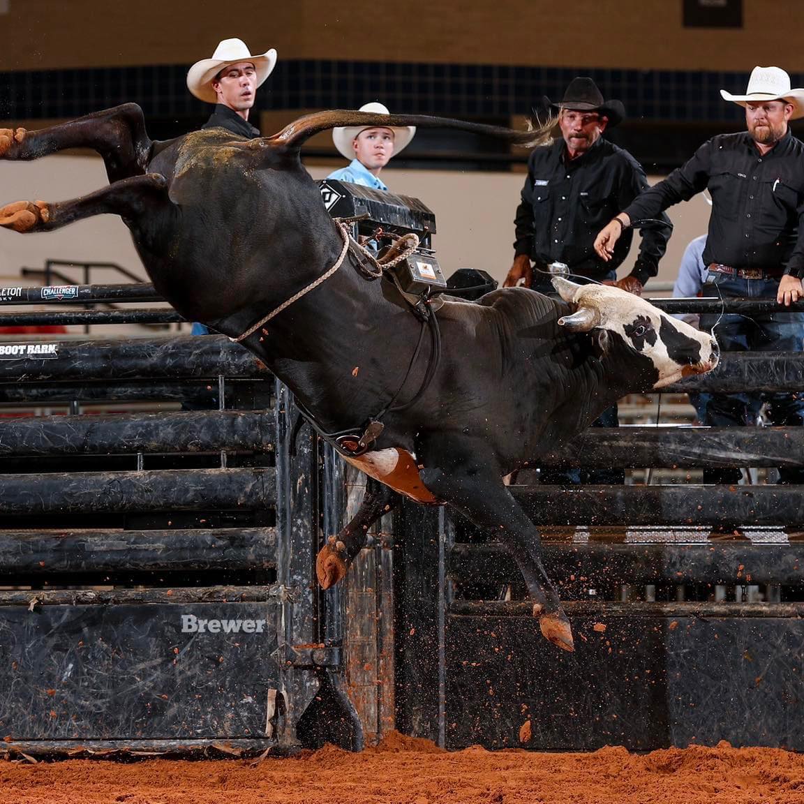 Hilton Bull Co