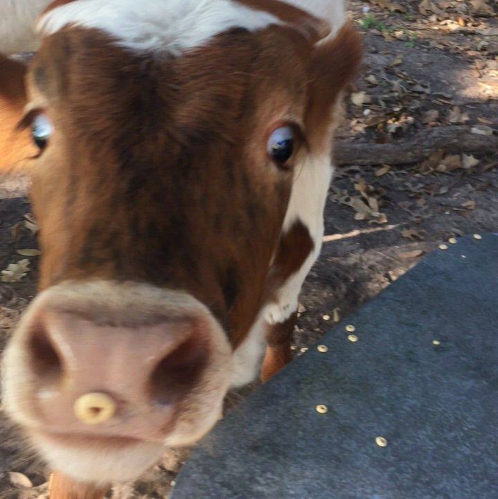 Red Dun Ranch | Houston TX