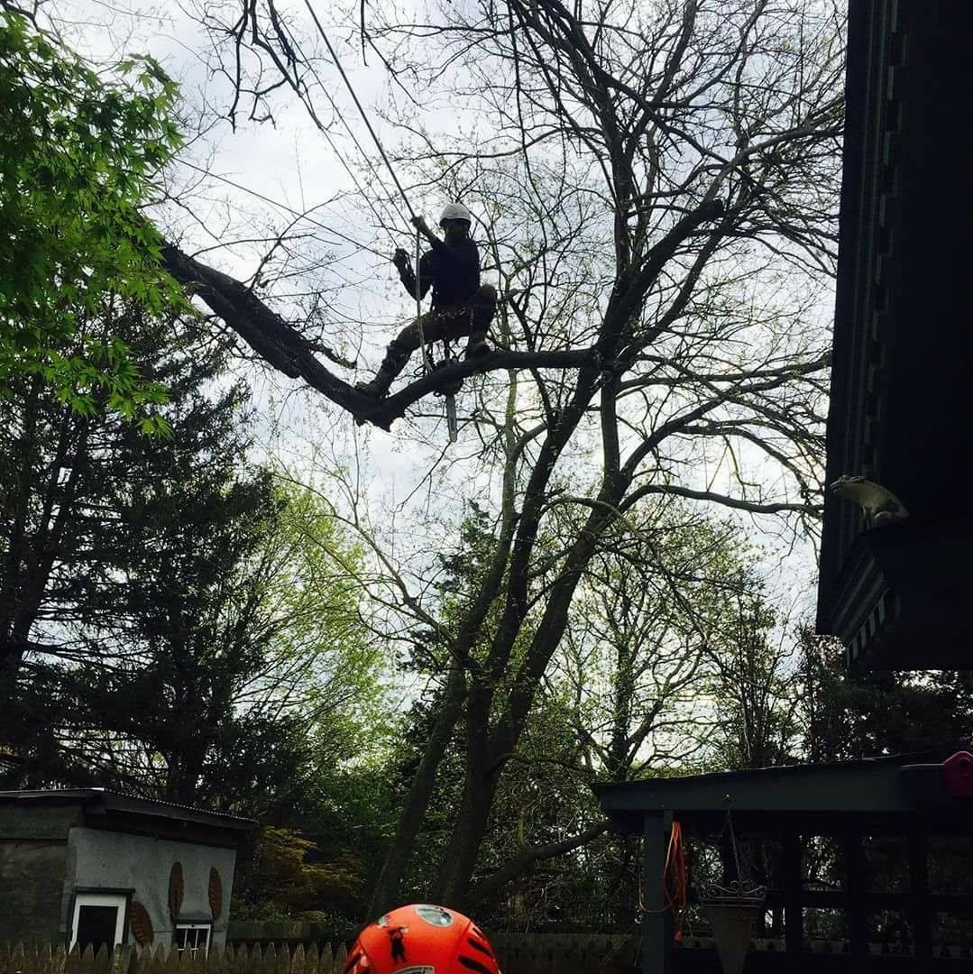 To The Top Tree Care LLC