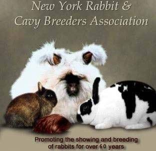Flemish Giant Rabbit Group of NY