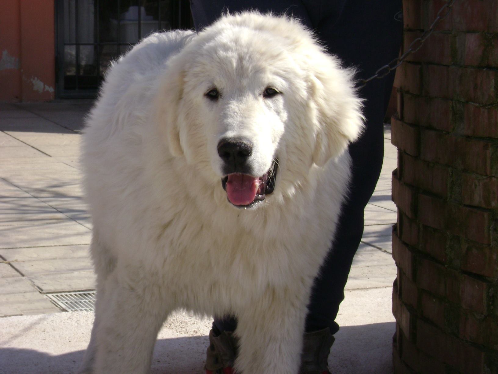 Allevamento CANE Pastore Maremmano Abruzzese Kennel | Monte Castello di ...