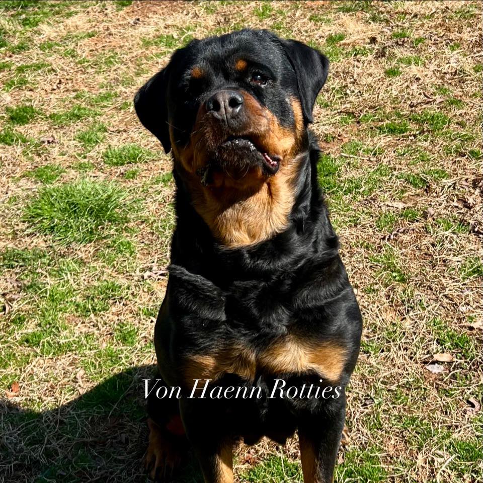 Von Haenn Rottweilers (@eottweilernc) • Facebook