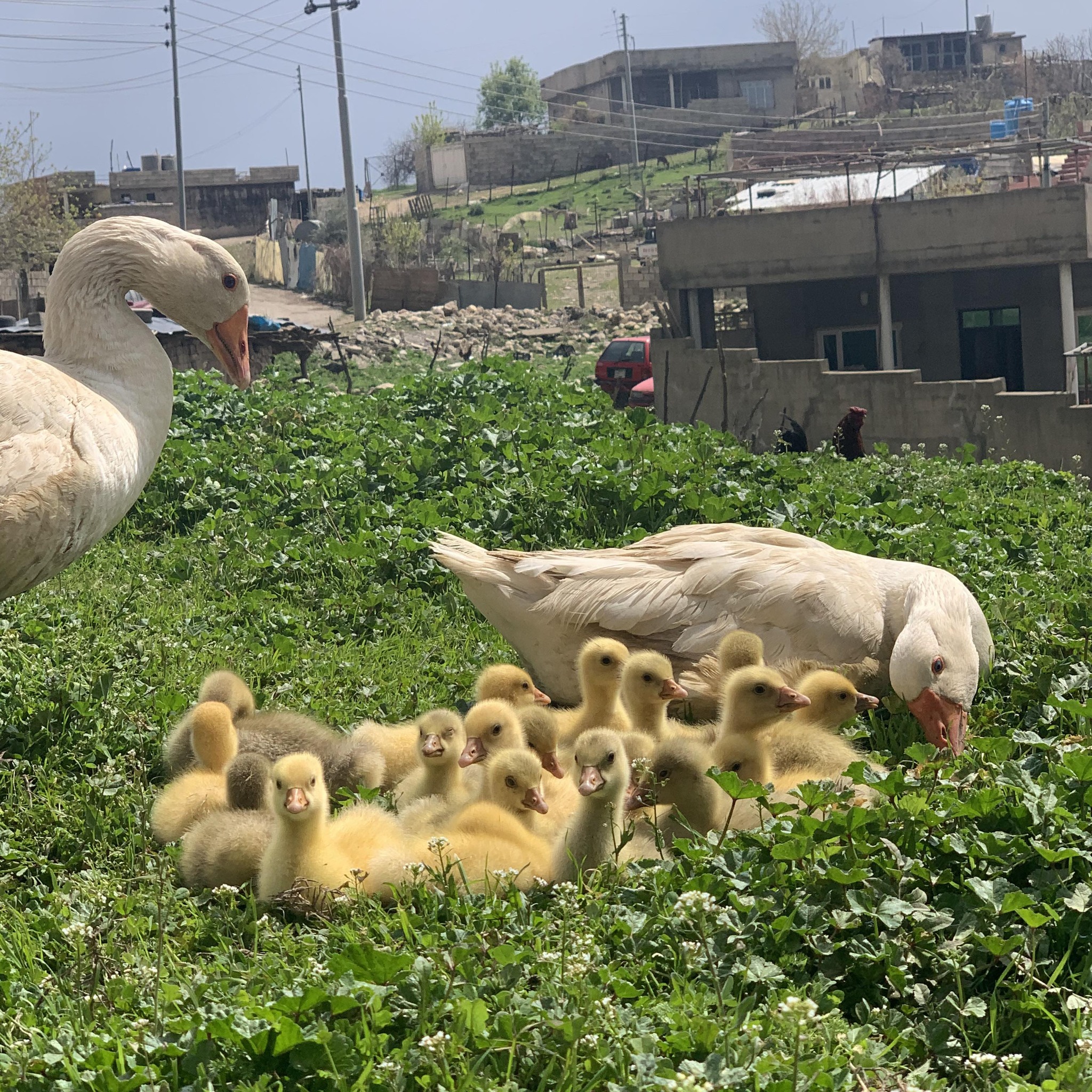 ژیانی گوند
