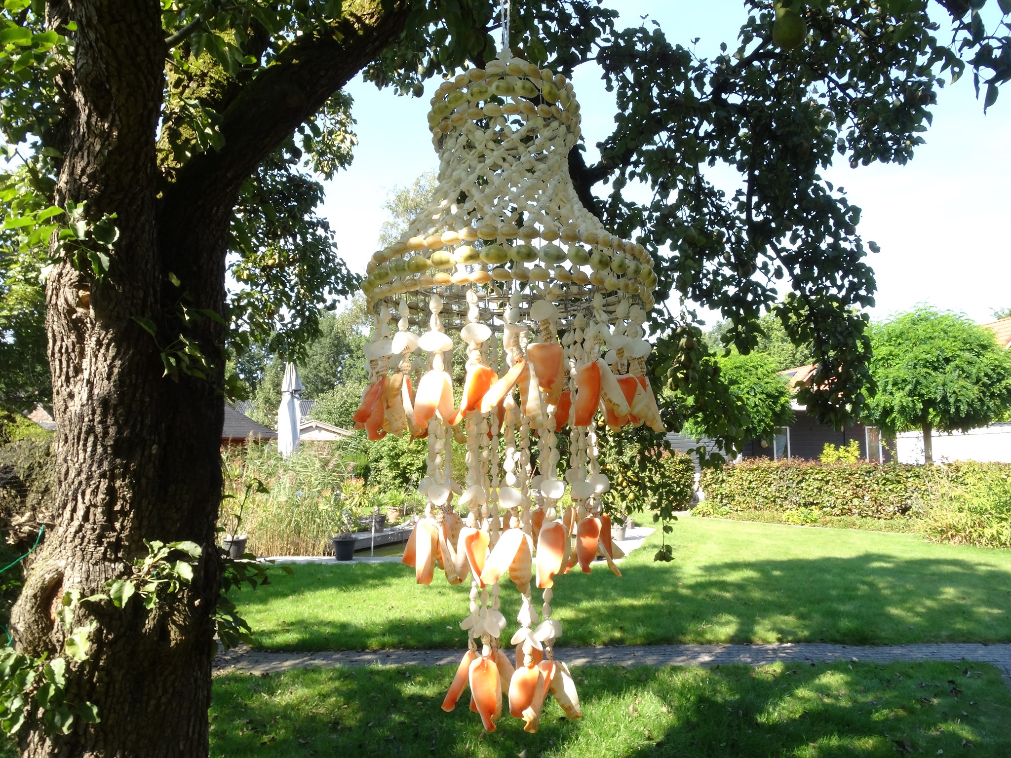 Shells of the Orient