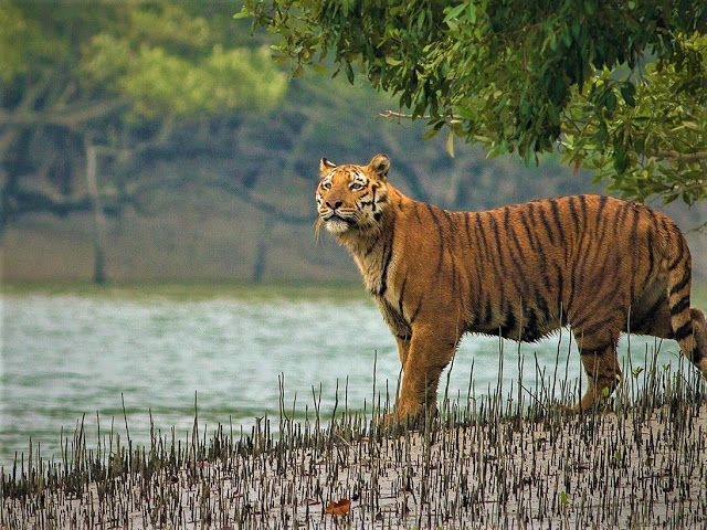 Sundarban's Home of the Royal Bengal Tiger- The Largest Mangrove Forest