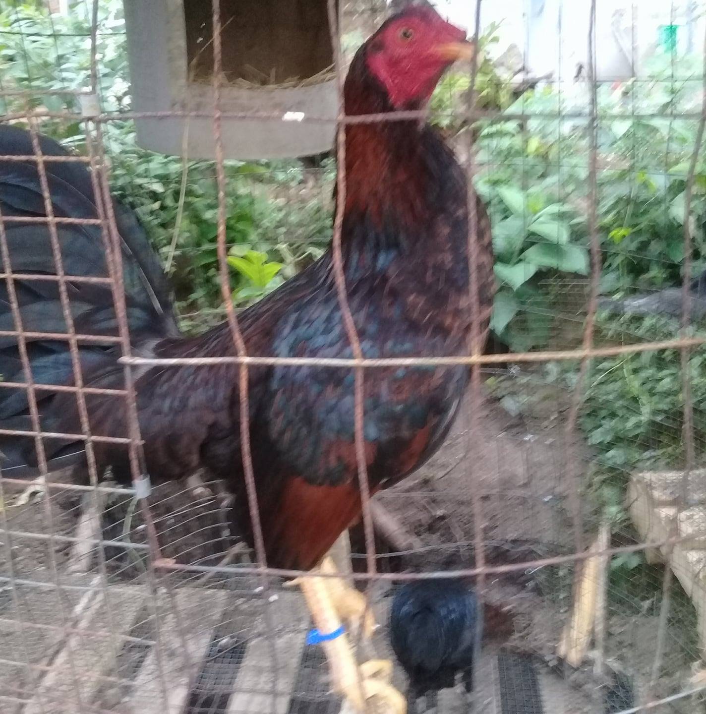 Gallos Ingleses de buena Raza