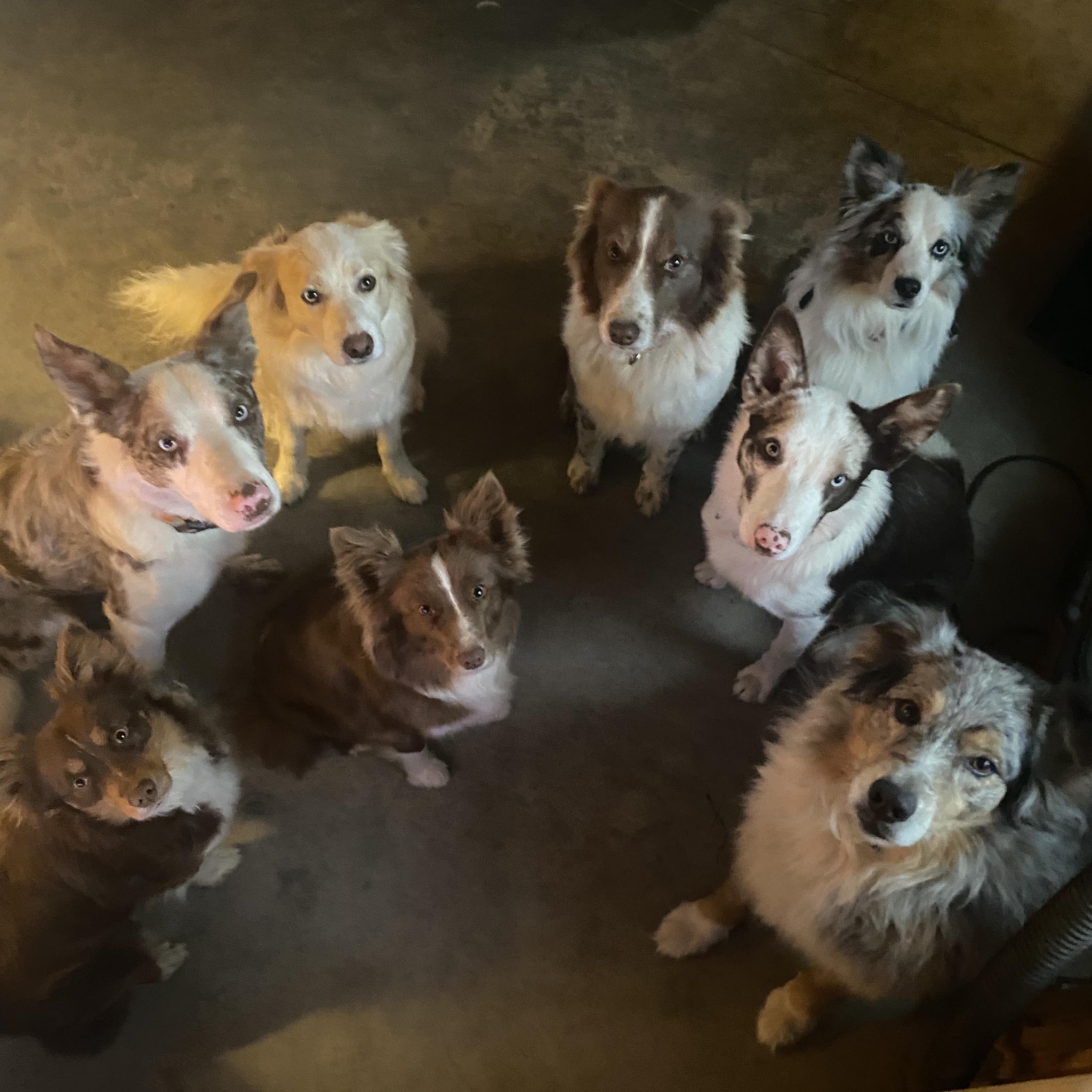 Steele Ranch Border Aussies