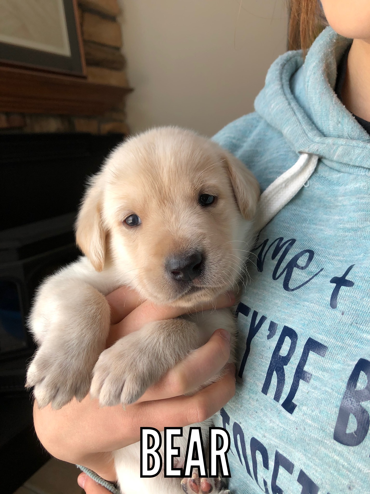 Love, Joy, Peace, Puppies-AKC Labrador Retrievers