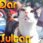 Profile for Dar Sultan