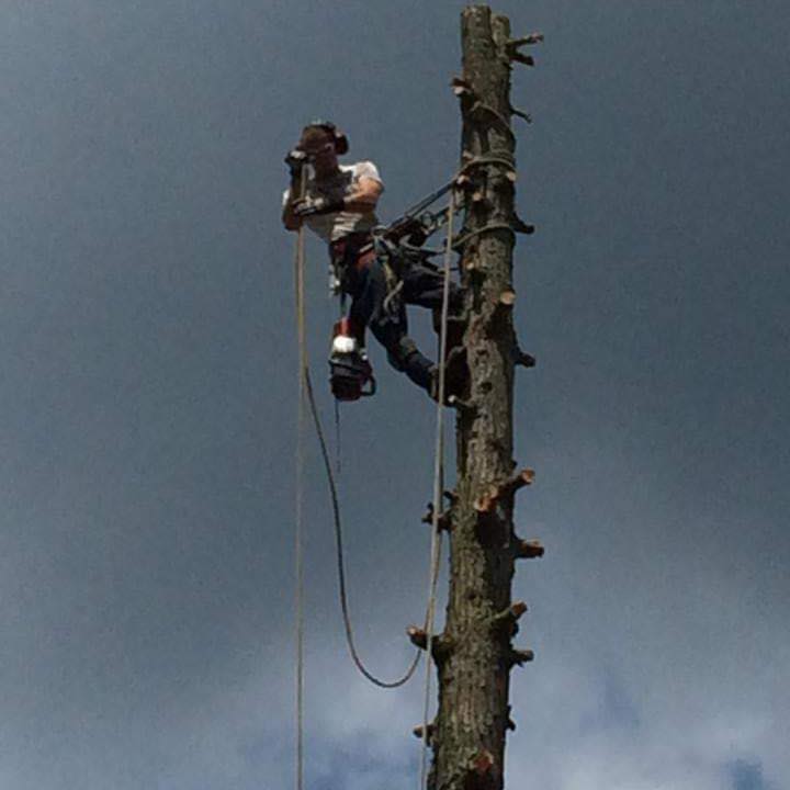 Cooks Tree Trimming
