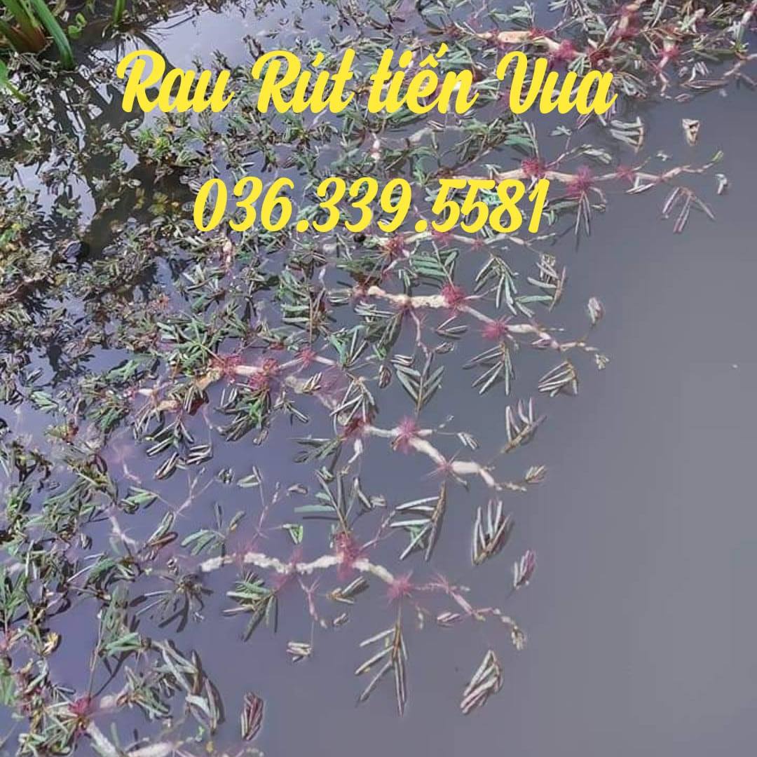 Cửa hàng rau Rút số 1 Hà Nội