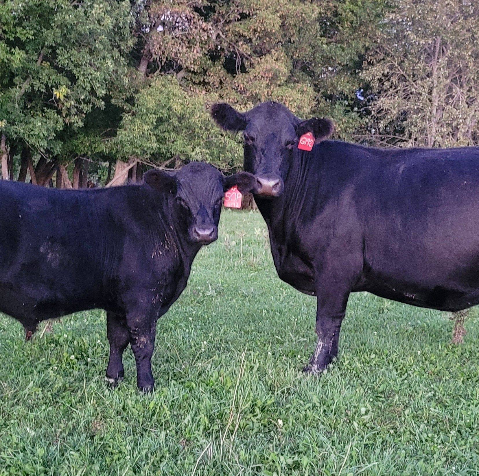 Bagley Livestock Aution Inc.