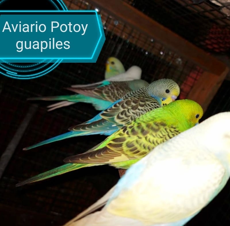 Aviario Potoy guapiles,limón | Guápiles