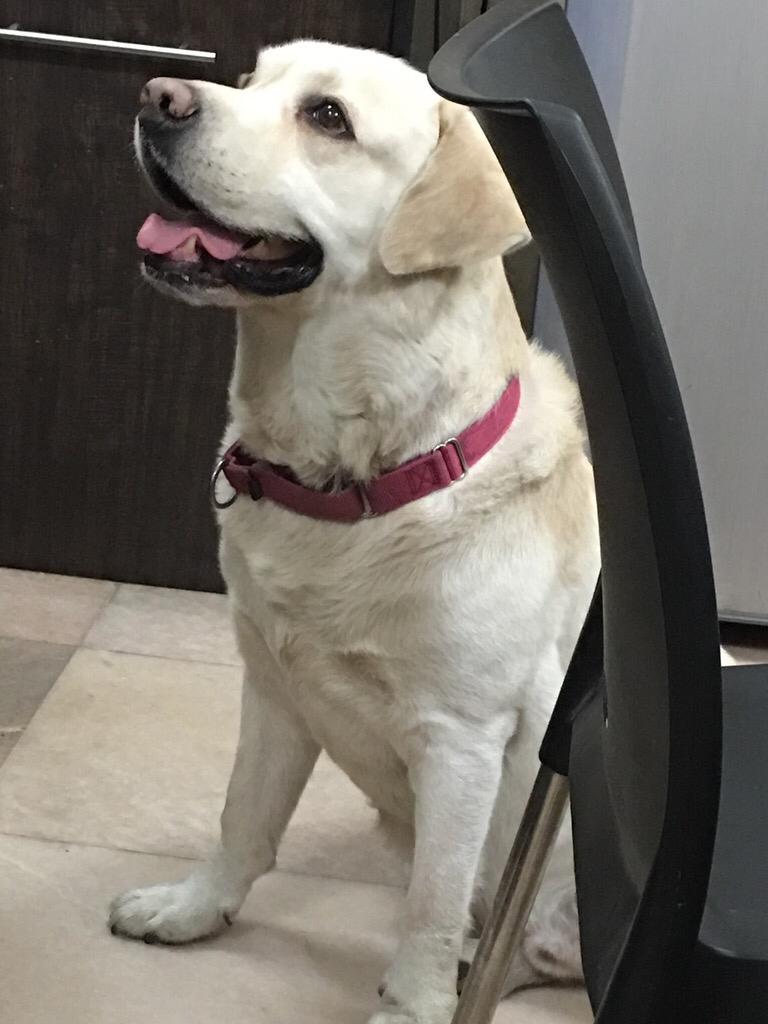 Charlie June Dog