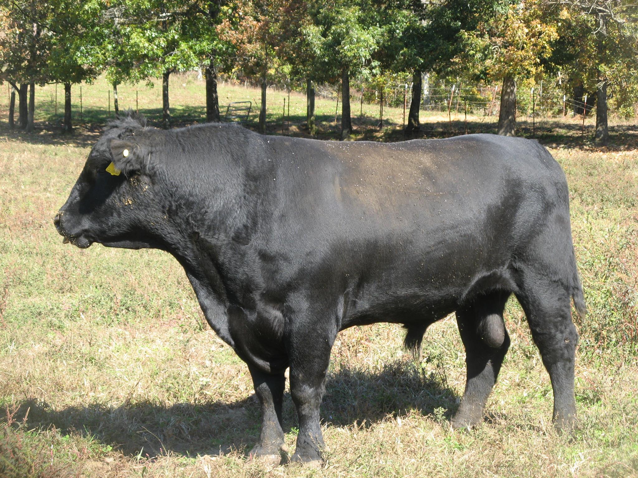 Sanctuary Farm | Rockwood TN