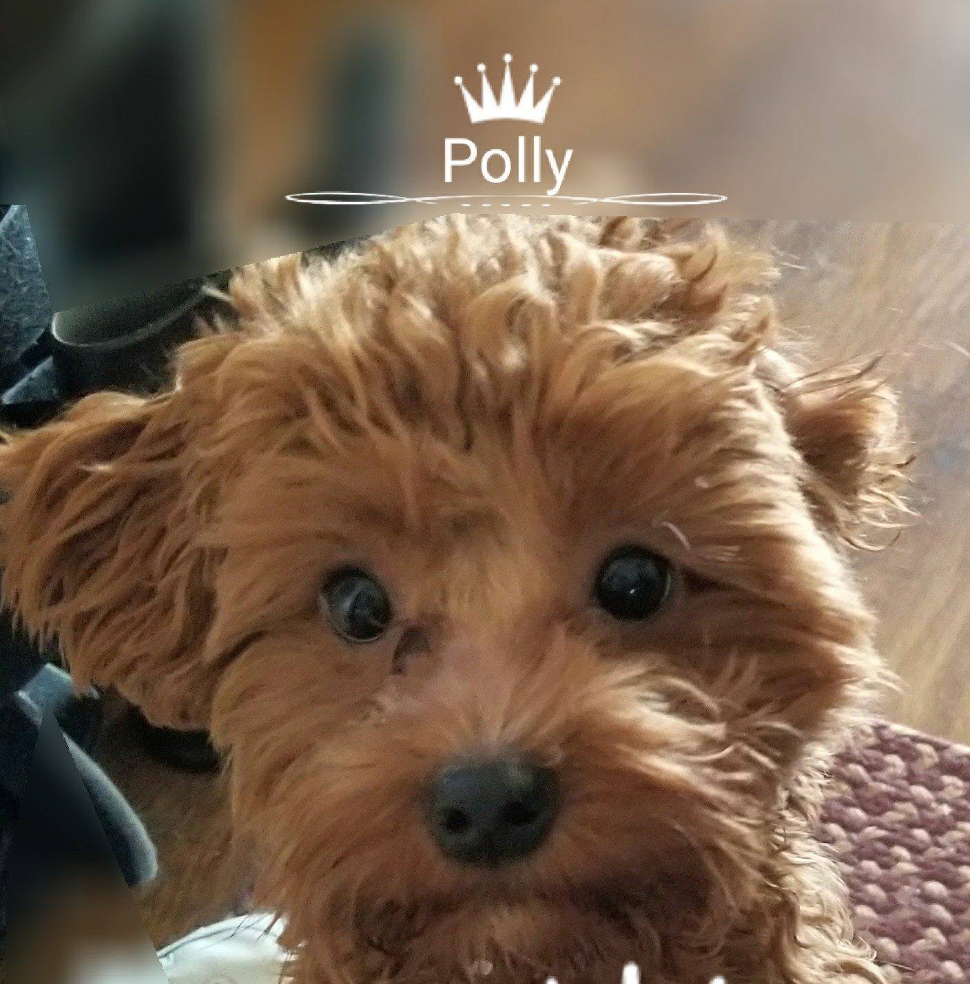 Spring Cockapoo's