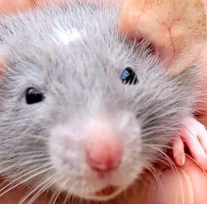 Mosaic Prairie Rattery | Anthony FL