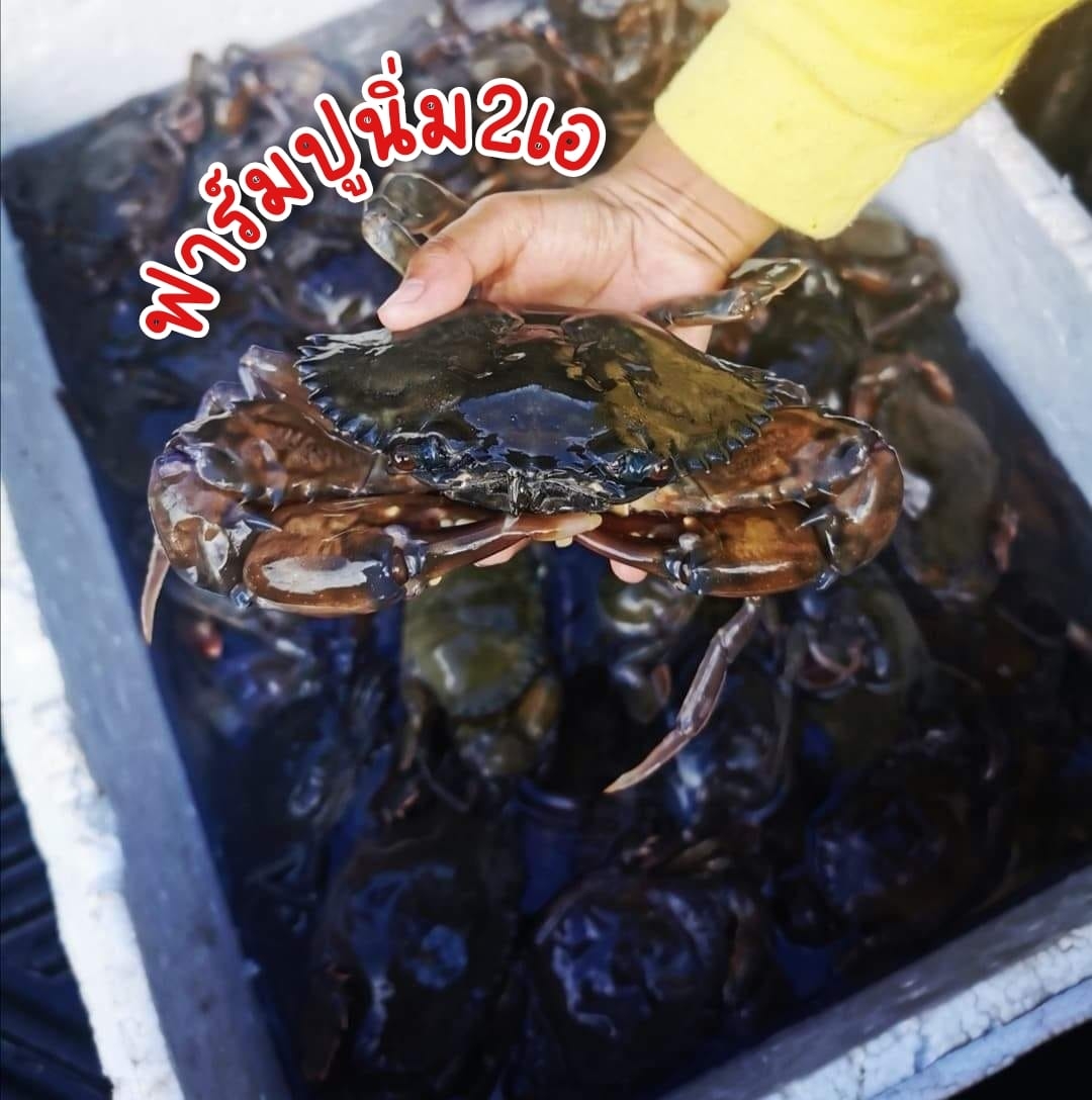 ปูนิ่มจากตรัง