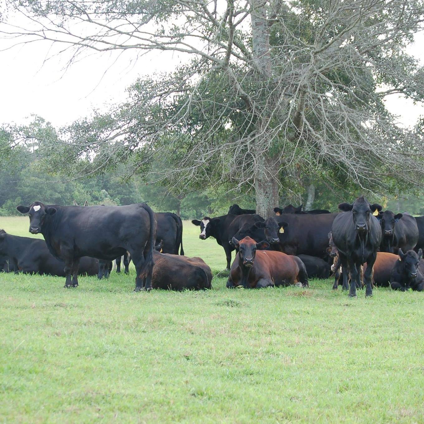Rocky Hollow Farm | Poplarville MS