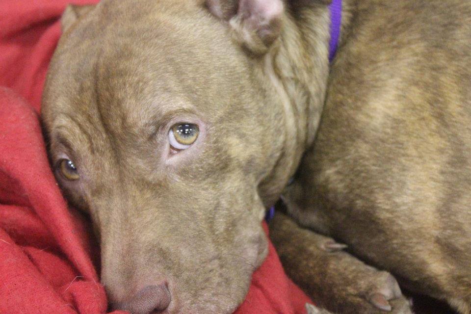 Dynamic Pets | Pittsburgh PA