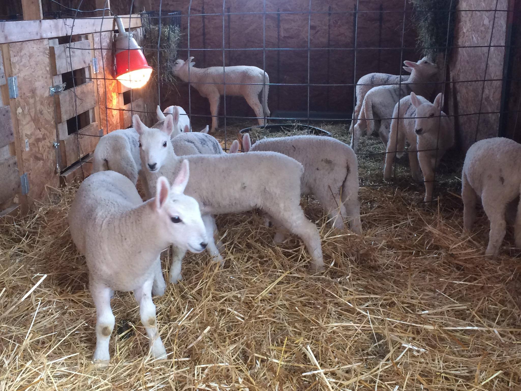 Ketterling Family Sheep - Weighing yearling ewes today and deworming ...