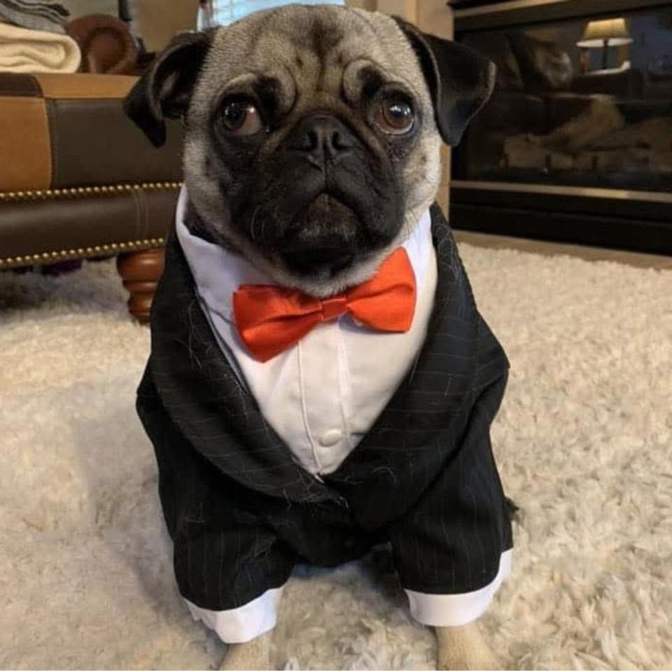 Norman the Pug - Norman passed away on Sunday September... | Facebook