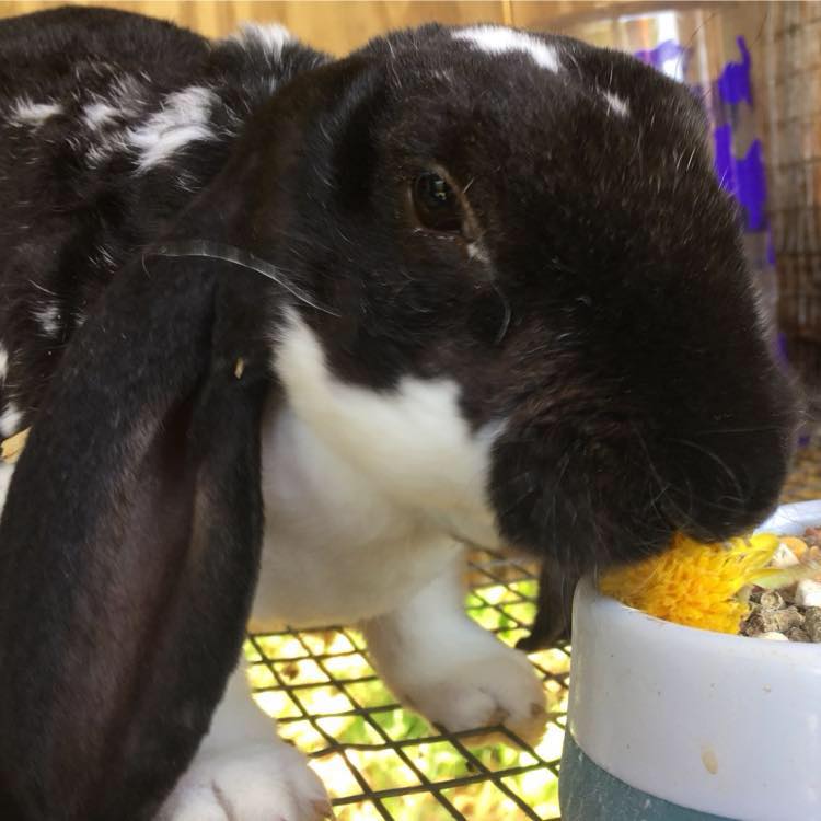 Velvet Dreams Rabbitry | Havelock NC