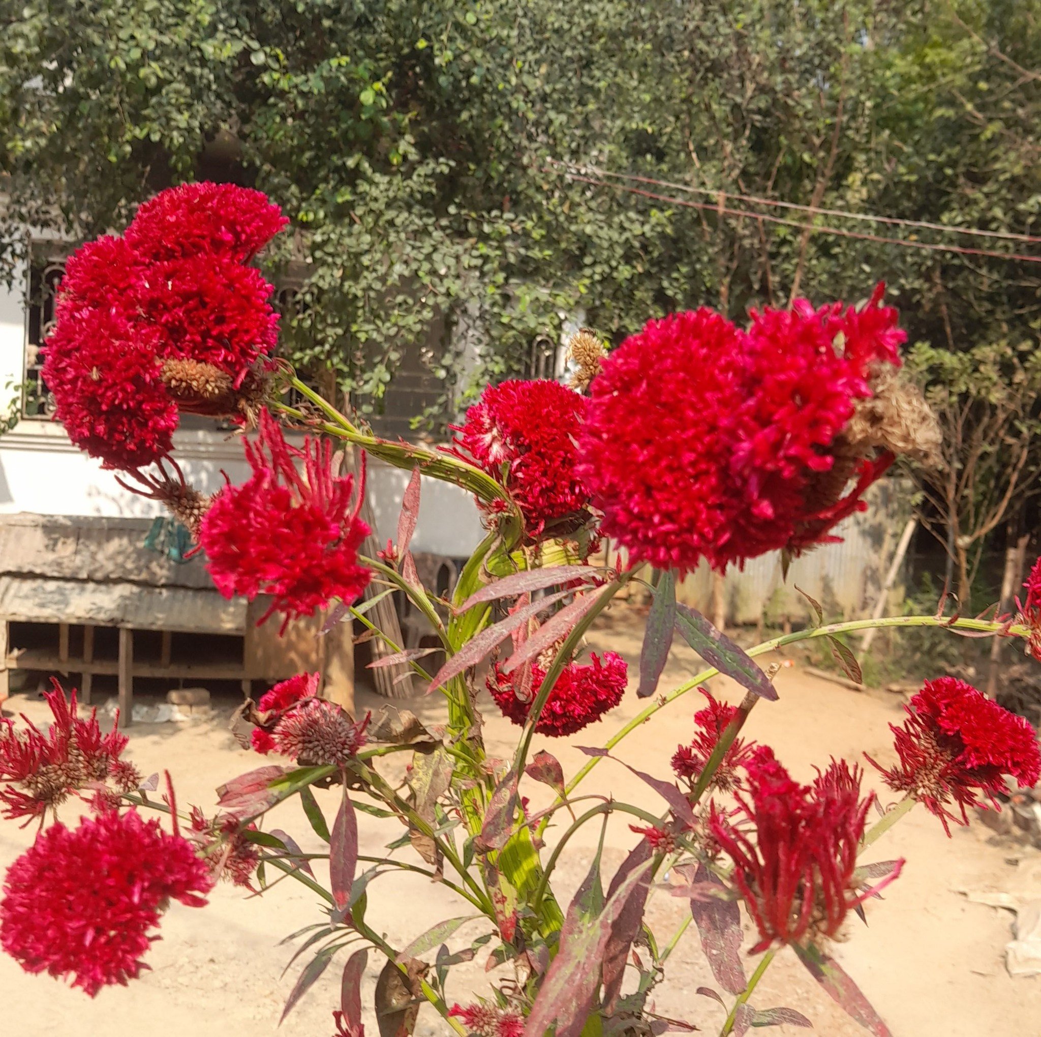 প্রবাসী সংগঠন প্রেসিডেন্ট Sk Rasel