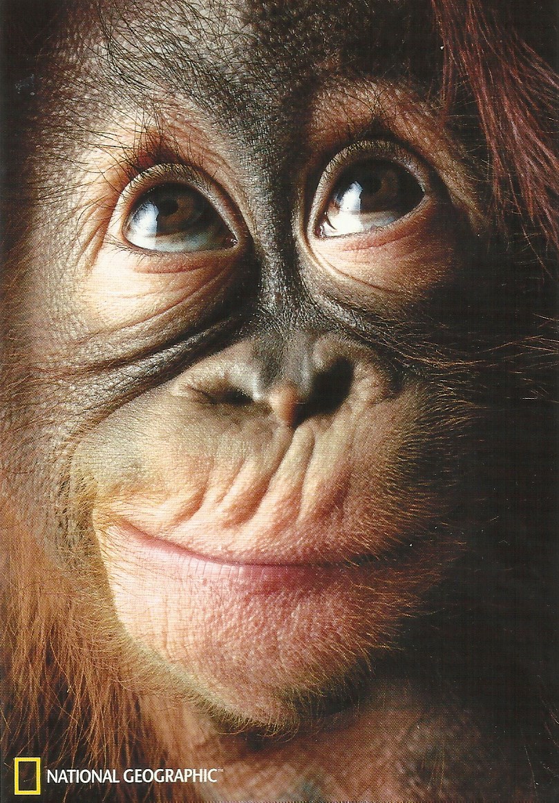Save The Rangas