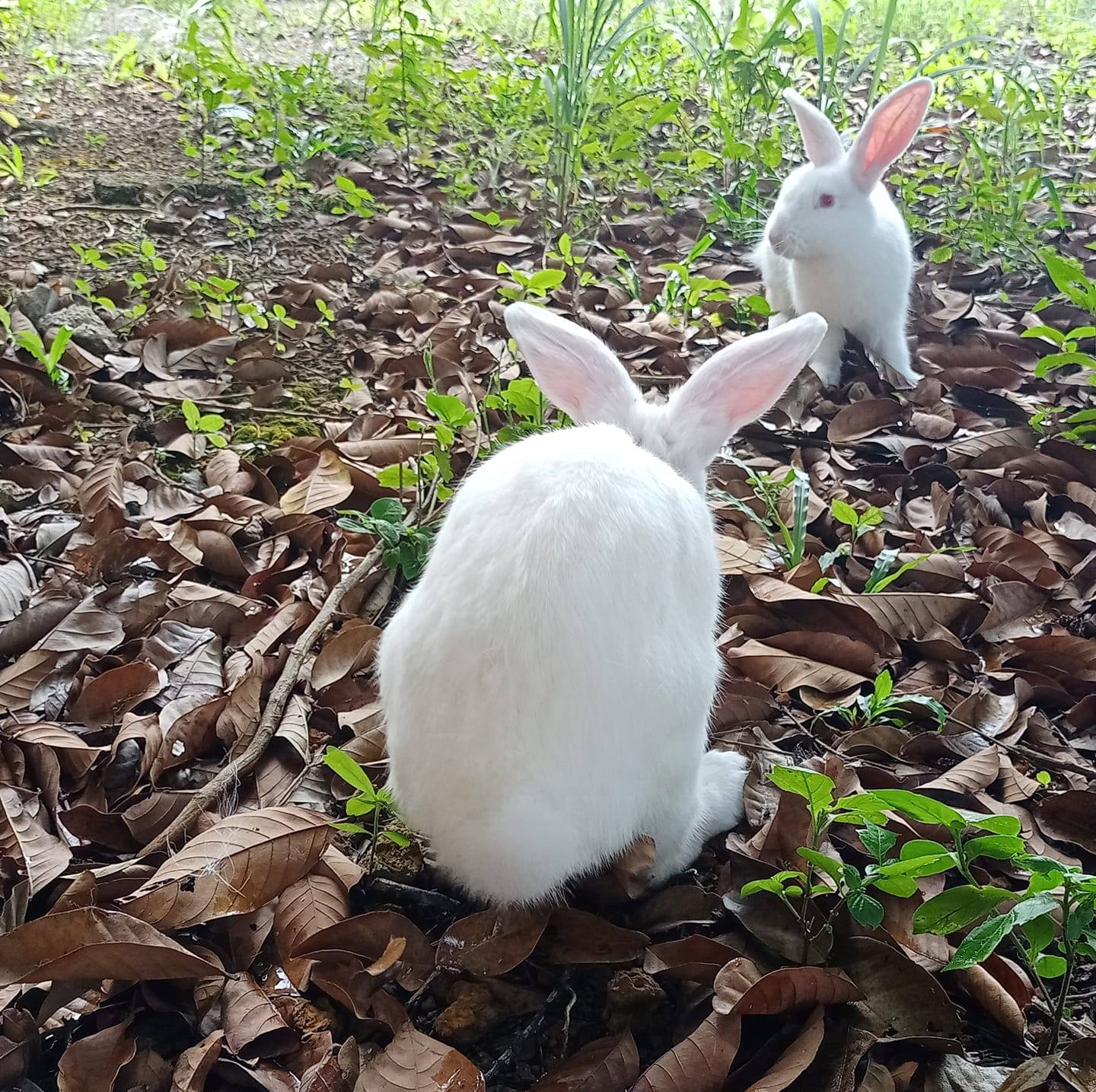 DON Rabbit's Farm - Arnab Pedaging Batu Pahat/Kluang | Batu Pahat
