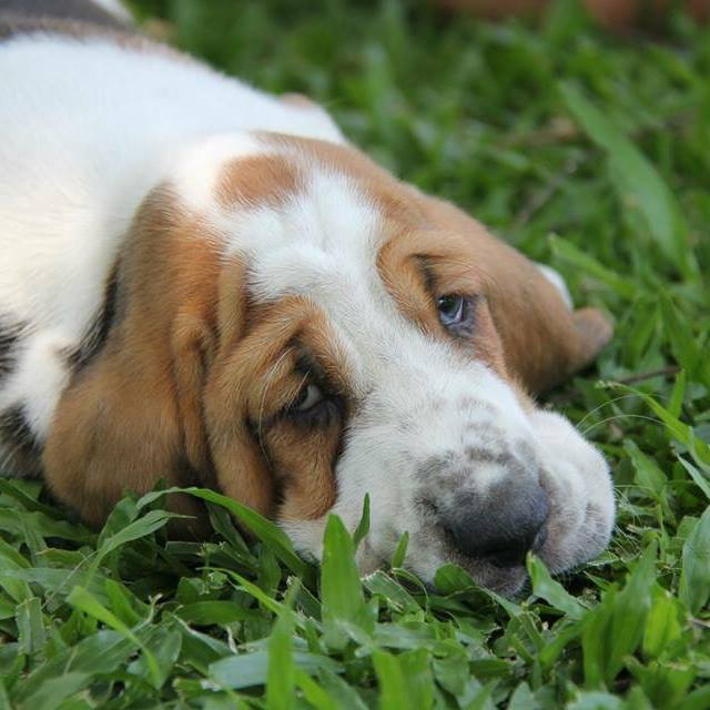 Bruno Basset H. CR