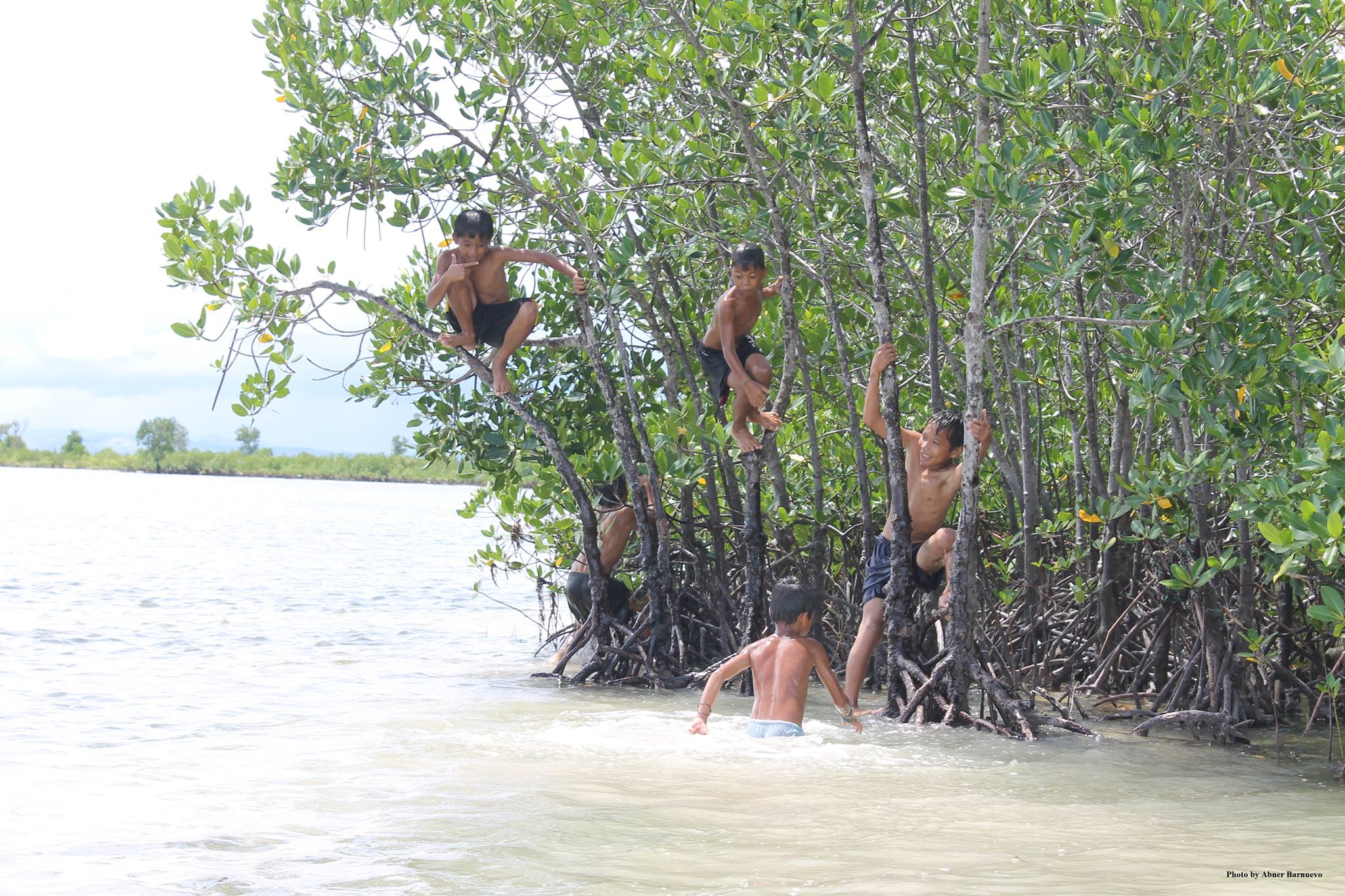 Image showcasing IUCN Mangrove Specialist Group
