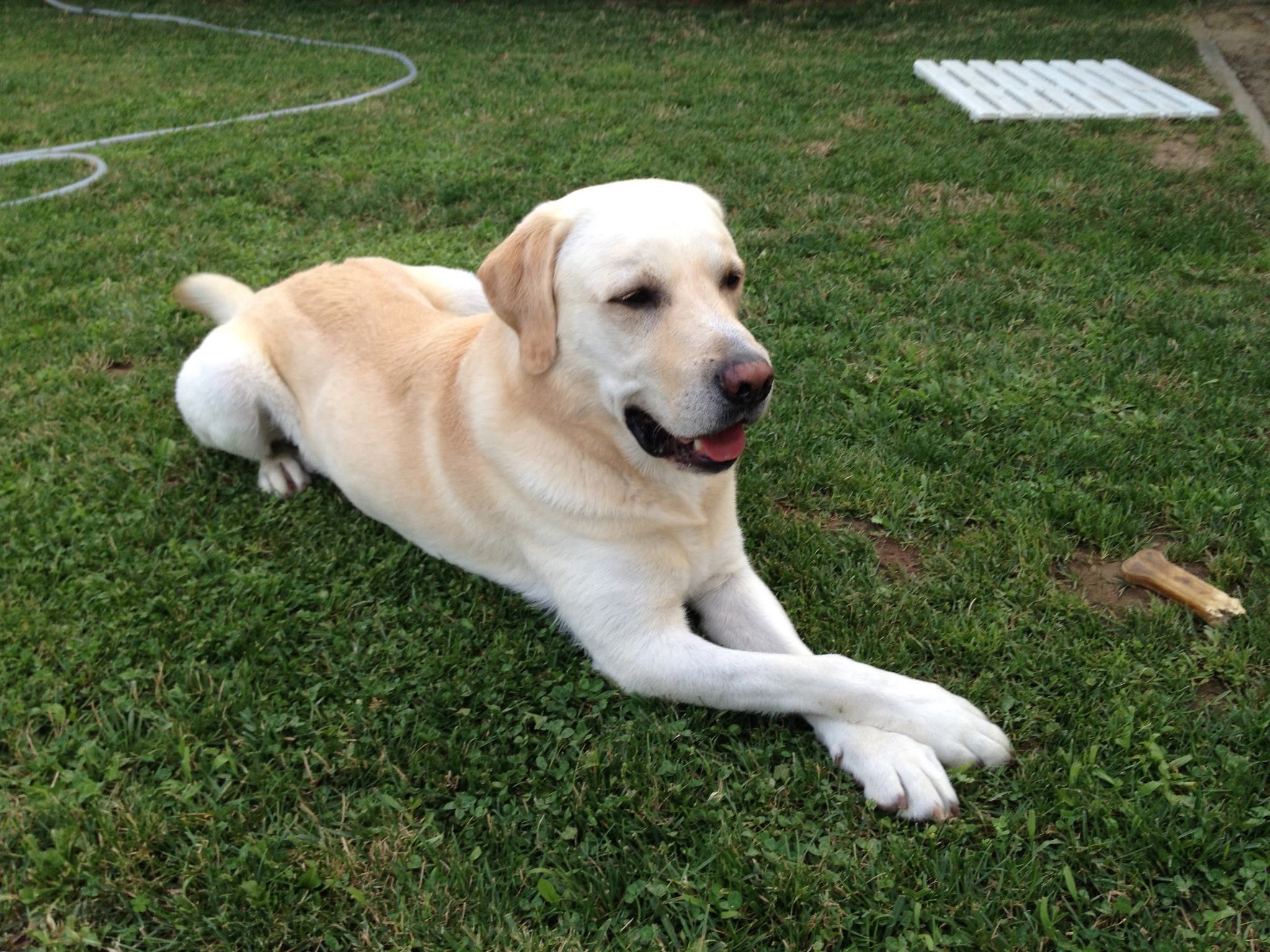 Scott il Labrador