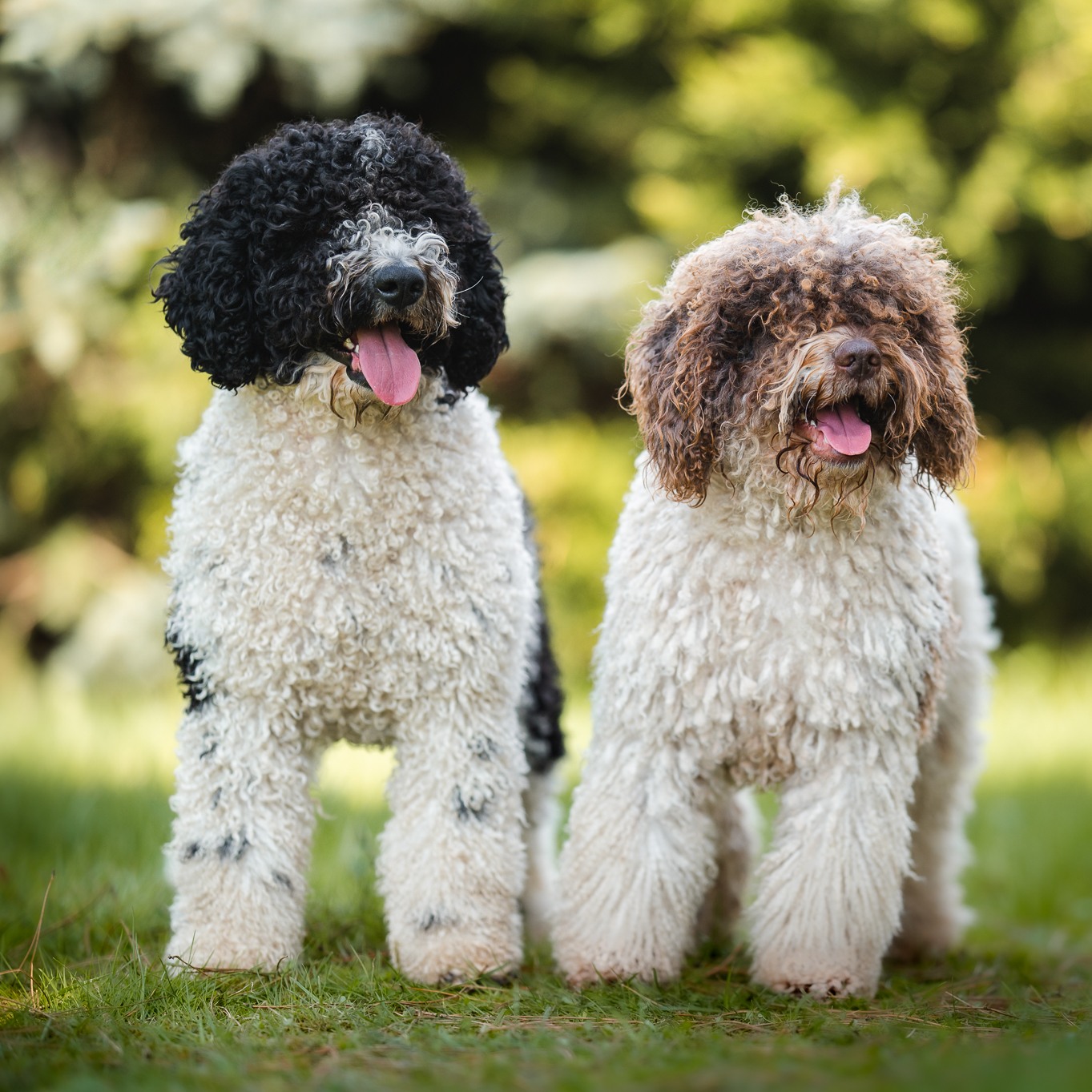 belagio-fci-hiszpa-ski-pies-dowodny-belagio-spanish-water-dogs