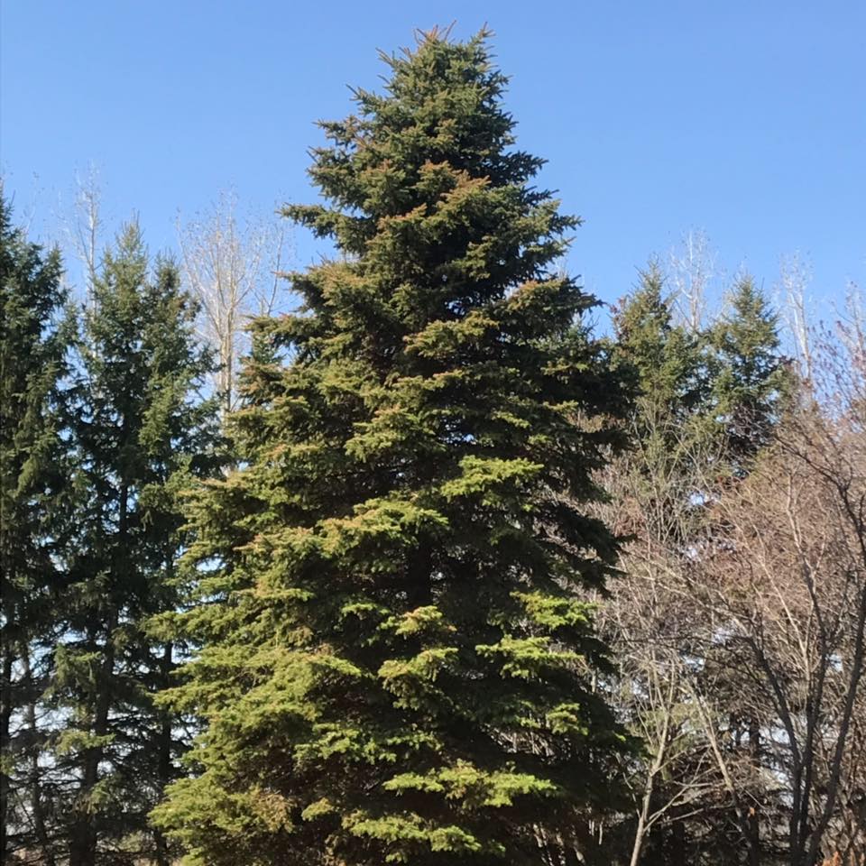 Jims Tree Moving | Balcarres SK