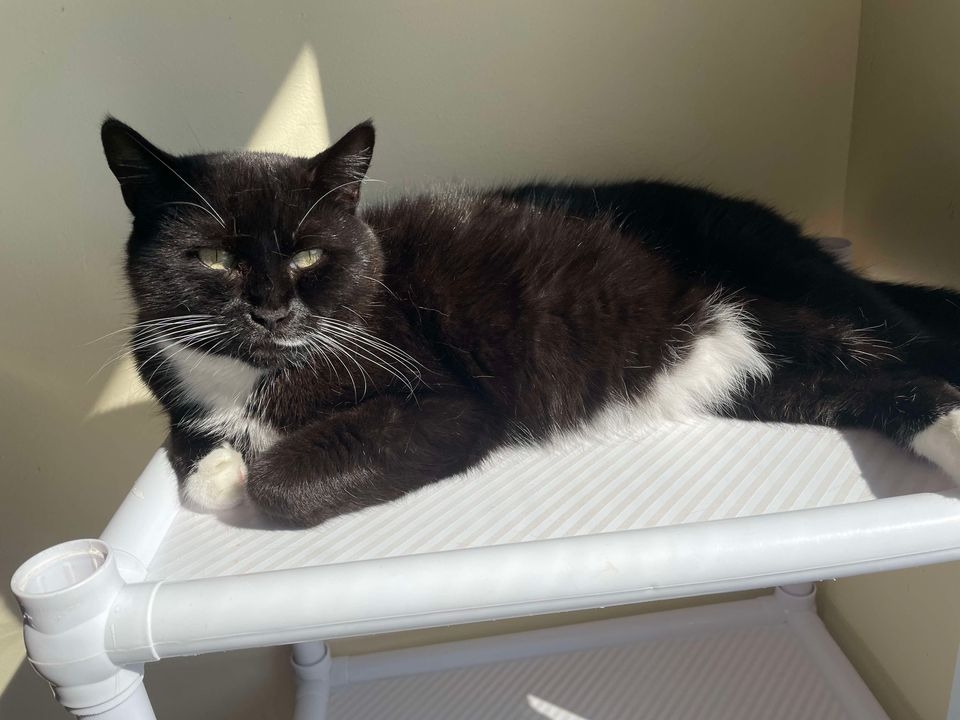 Online Auctions - Victoria County SPCA