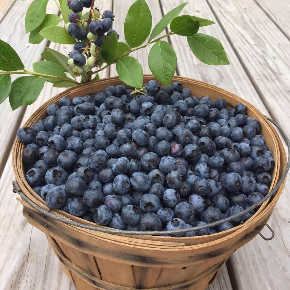 Bell Ridge Blueberries | Big Prairie OH