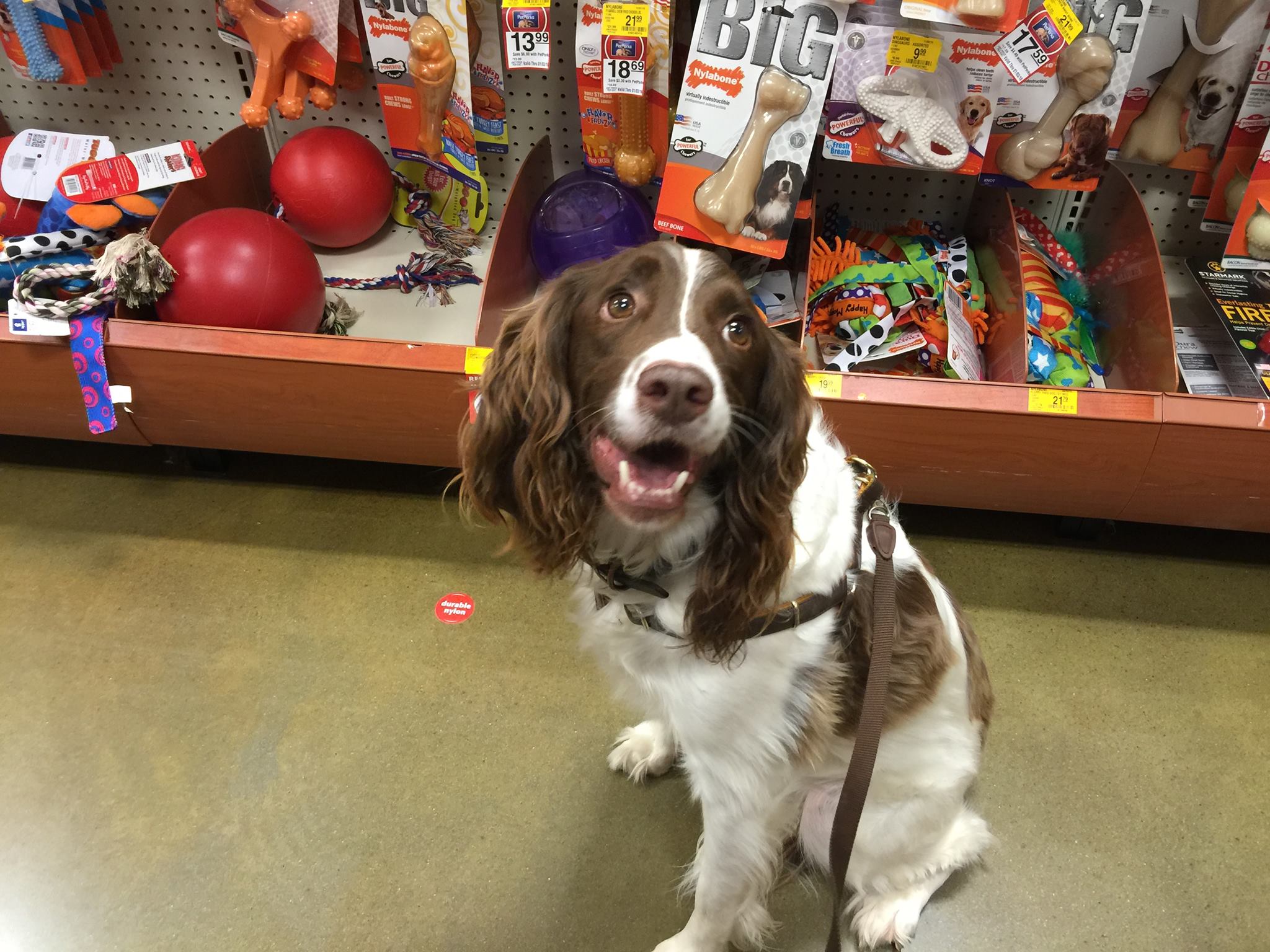 Rescue Cooper