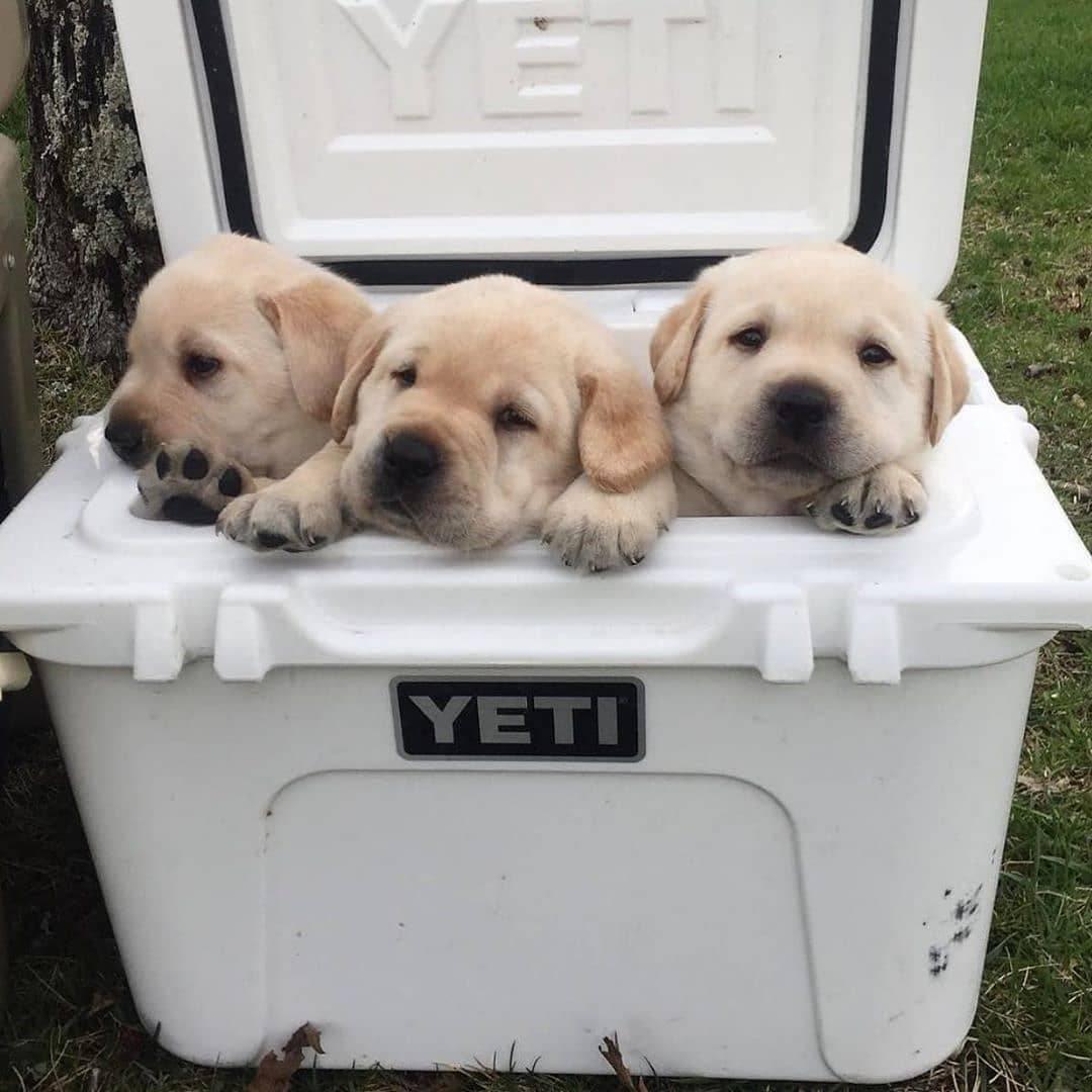 Labrador puppy for adoption near me